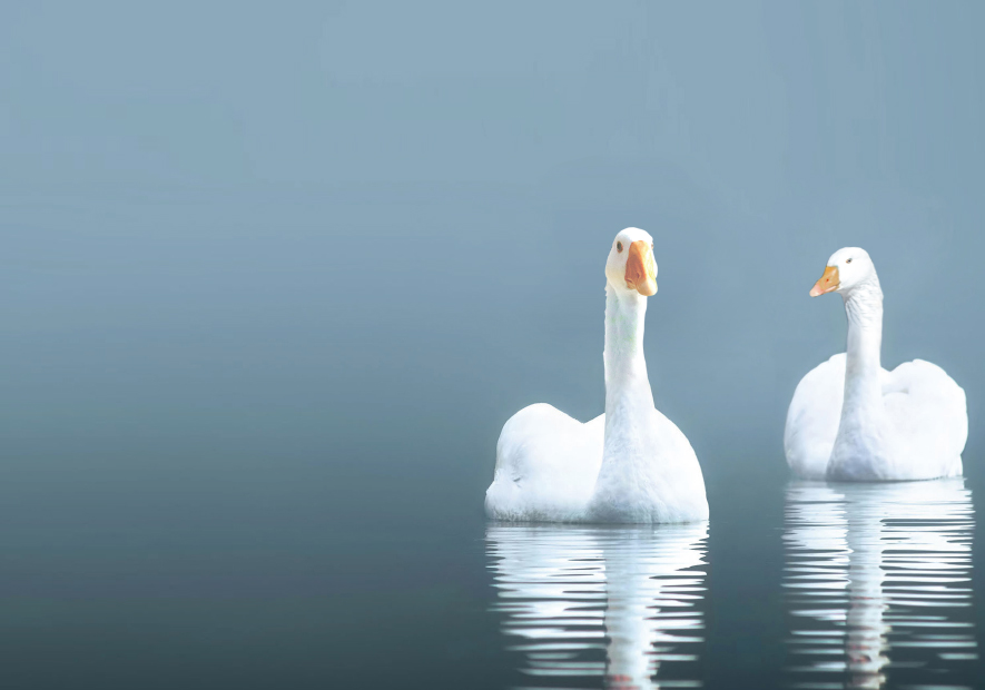 人(rén)迹罕至  原生(shēng)态環境 絨朵天然  純淨無污染