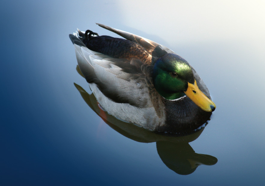 天然原生(shēng)态散養 低(dī)油脂無氣味