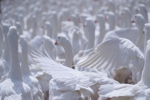 國(guó)內(nèi)有(yǒu)哪些(xiē)優質羽絨原産地(dì)？