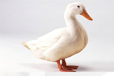 了(le)解灰鴨絨與白(bái)鴨絨的(de)不(bù)同之處