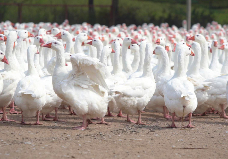 森(sēn)林(lín)湖(hú)泊放(fàng)養 臻享自(zì)由 白(bái)鵝絨低(dī)油脂 天然無味