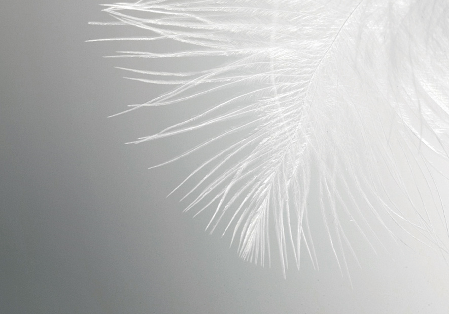 歐洲唯一(yī)白(bái)鵝種 名貴珍稀800+ 高(gāo)蓬松度 尊享貴族絨