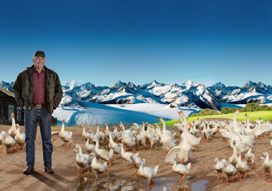 1628645049377303CB8x.png 波蘭科(kē)魯達白(bái)鵝.png