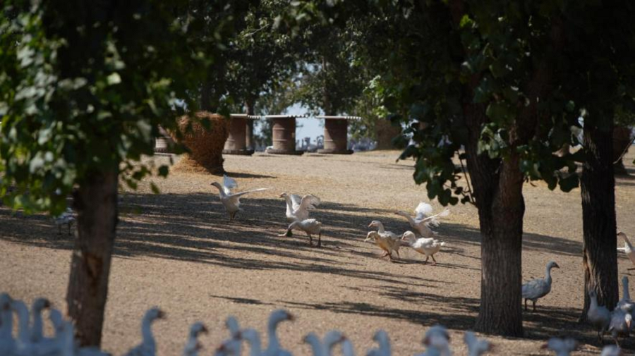 1628645100440499Joui.png 匈牙利霍爾多(duō)巴吉白(bái)鵝.png