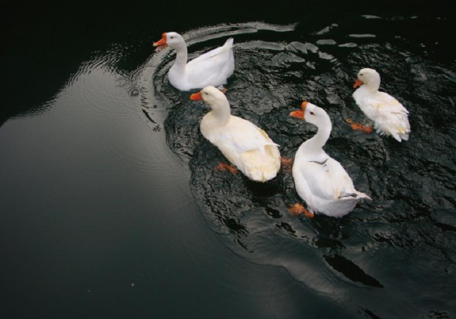 1628645136314176ImE5.png 長(cháng)白(bái)山(shān)白(bái)鵝.png